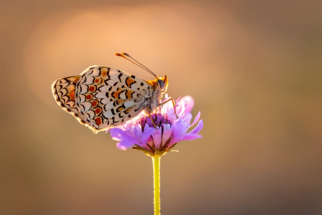 Butterfly resting on a lilac flower at golden hour